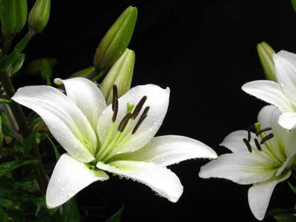 why cat owners should avoid lilies