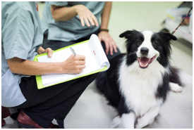 dog admitted into hopsital